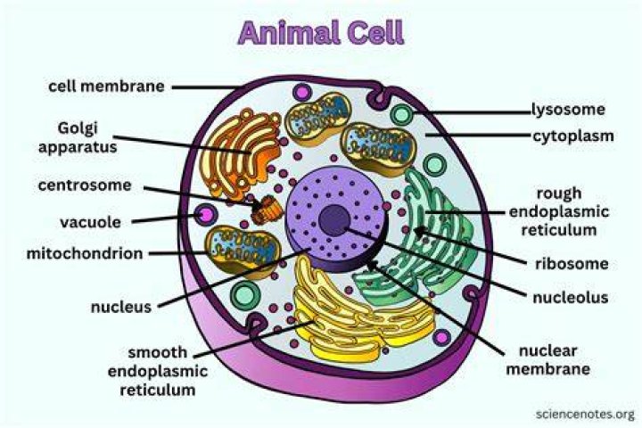 Animal Cell Organelles Labeling Interactive 