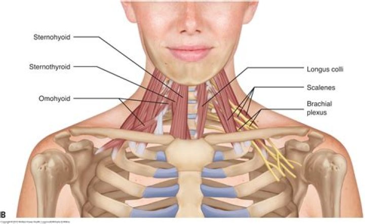Anterior Neck Muscles