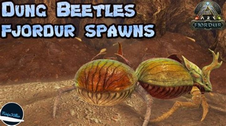 ark fjordur dung beetle