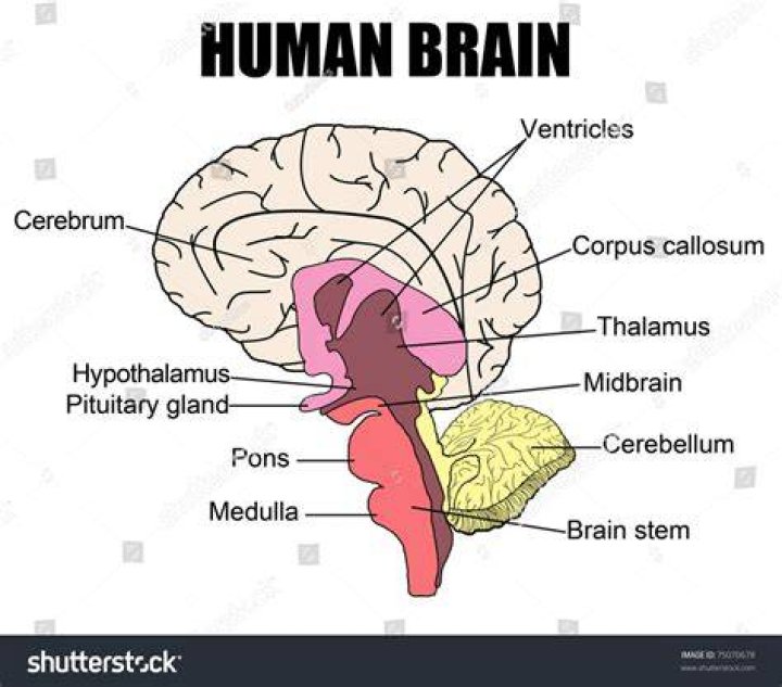 Basic Brain Anatomy