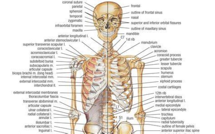 Bone Anatomy