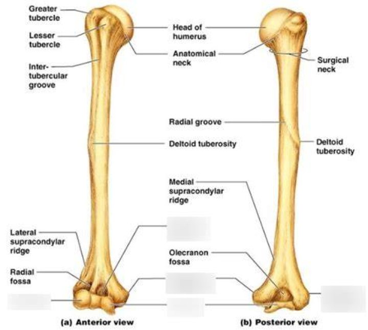Bone Markings of Humerus