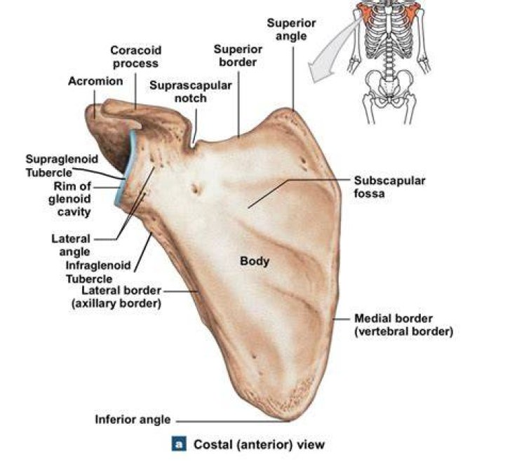 Bone Markings of the Scapula