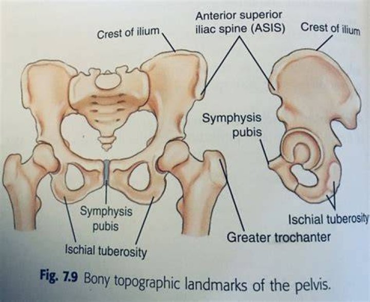 Bony Landmarks: Pelvis
