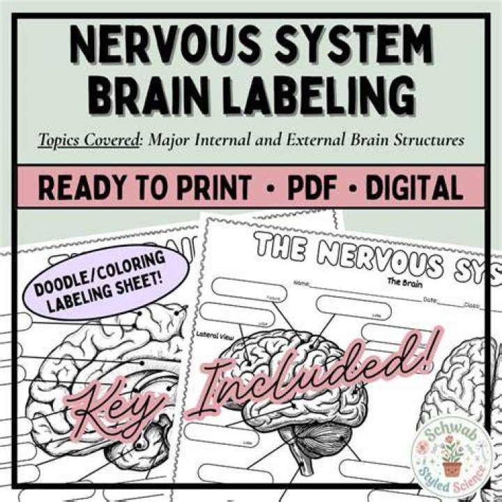 Brain Labeling (Nervous System)