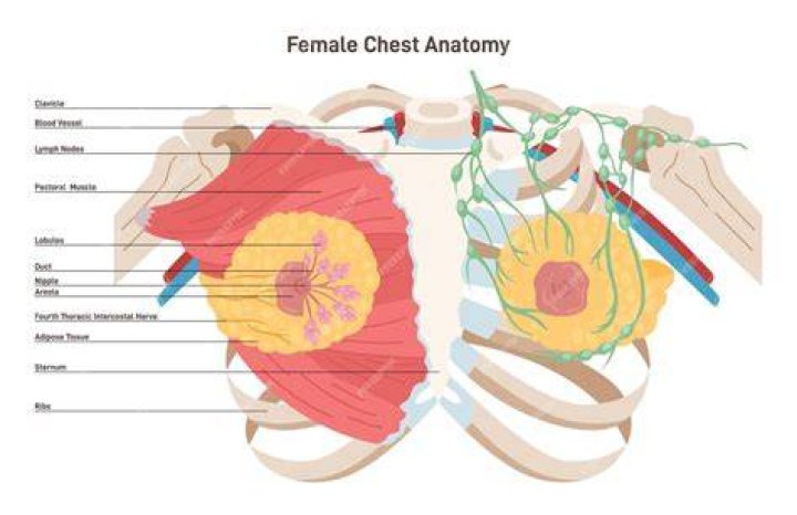 Breast Anatomy