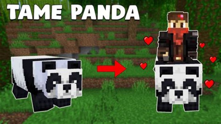 Can You Tame A Panda In Minecraft?