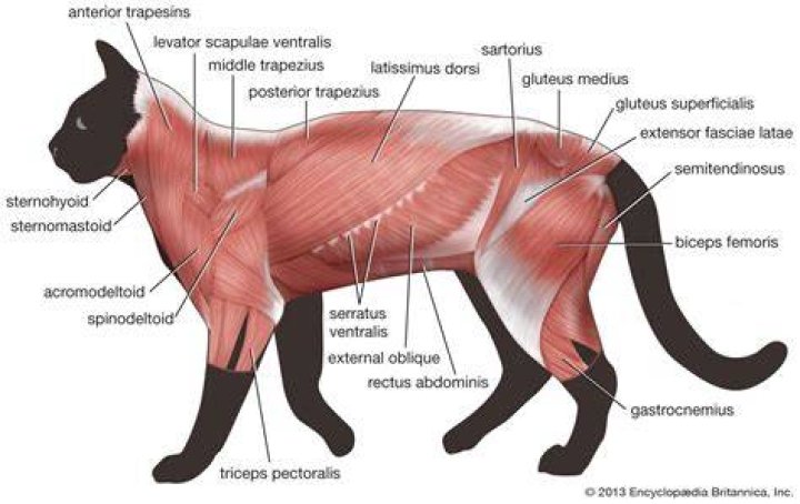 Cat Deep Thigh Muscles