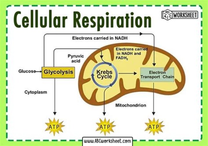 Cellular Respiration Overview