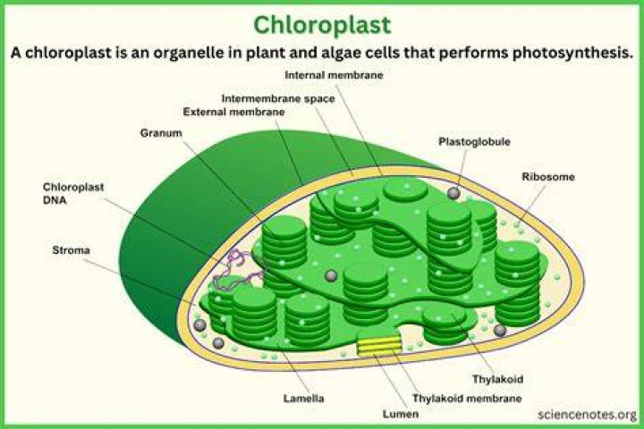 Chloroplast