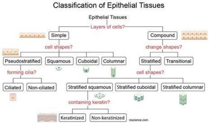 classification of epithelial tissues