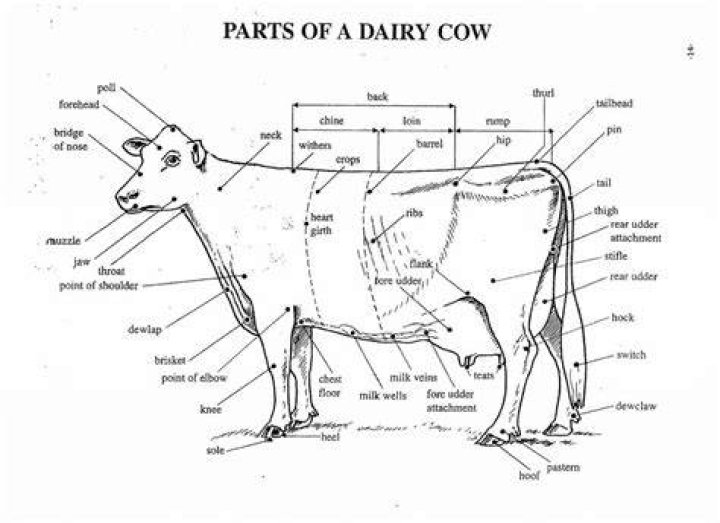 Dairy Cattle Parts
