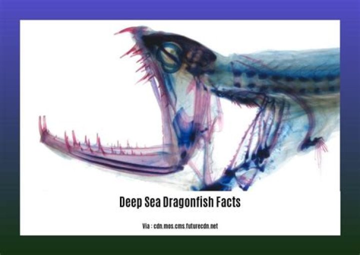 Deep Sea Dragon