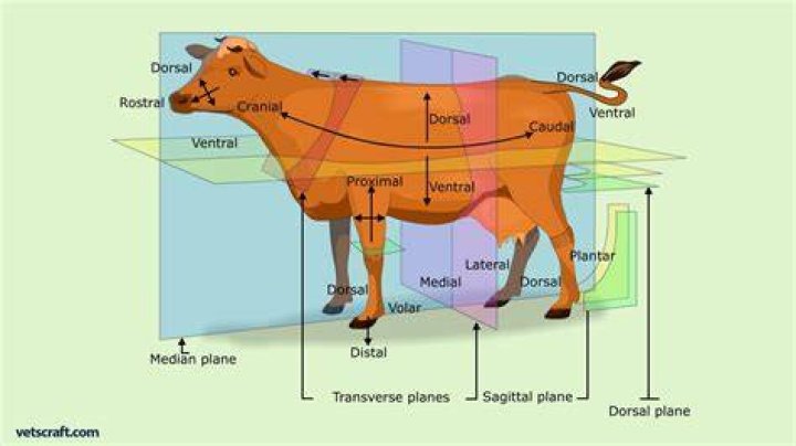Directional Terms on an Animal