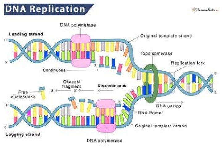 DNA replication (redone)