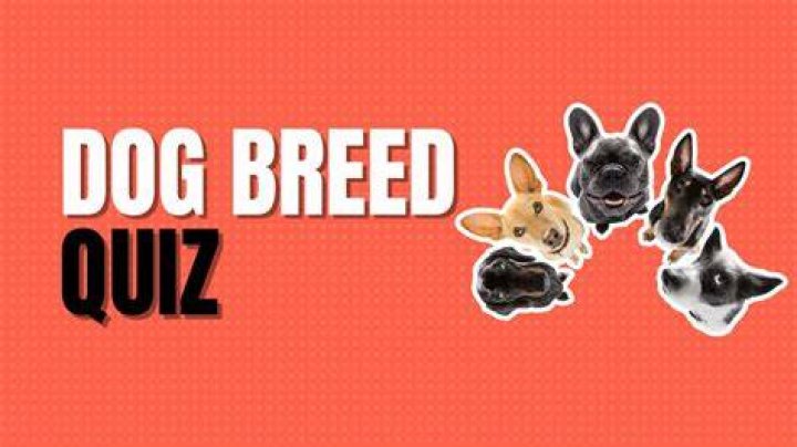 Dog With a Blog Quiz