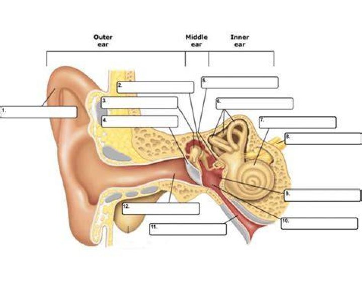 EAR ANATOMY Quiz