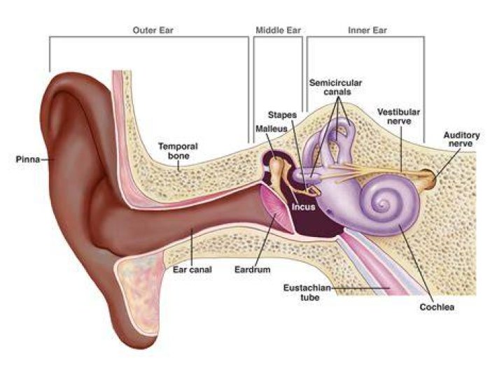 EAR ANATOMY