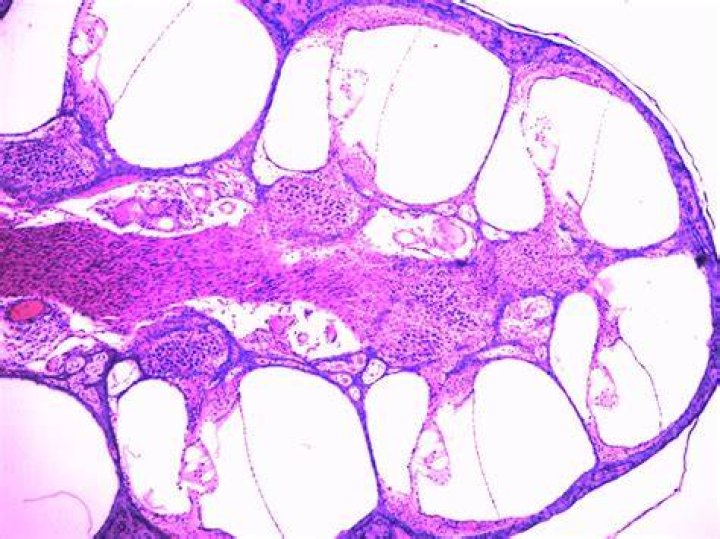 Ear Histology