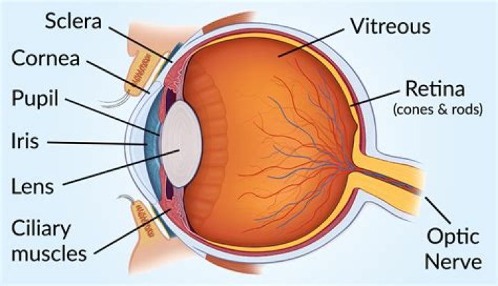 EYE ANATOMY