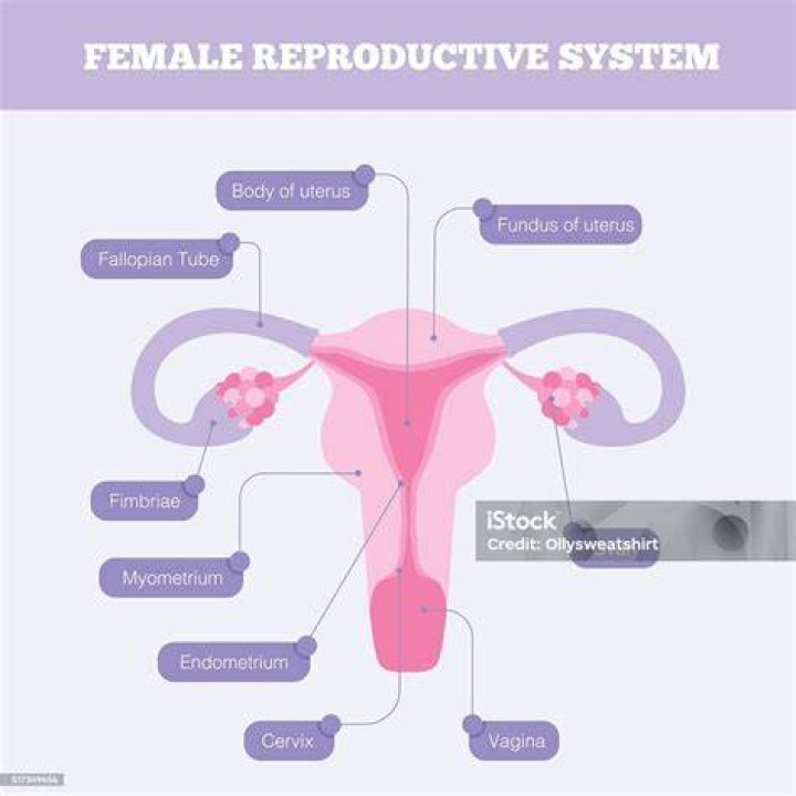 Female Reproductive System