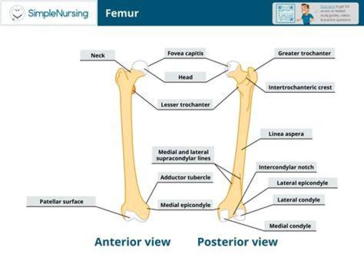 [FEMUR-VISTA POSTERIOR]