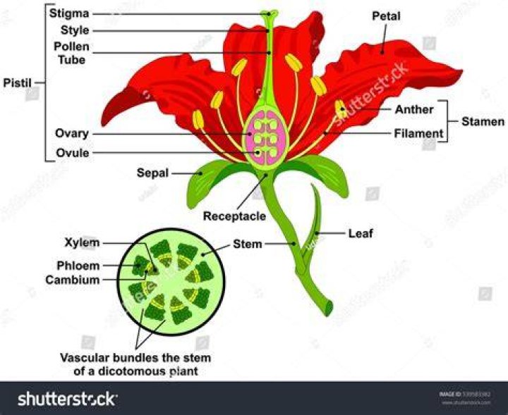 Flower Diagram