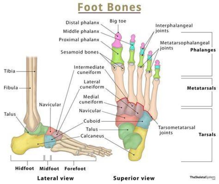 Foot Bones