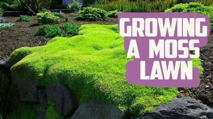 how to get a moss carpet in minecraft