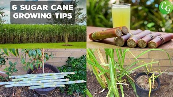 how to get sugarcane in acnh