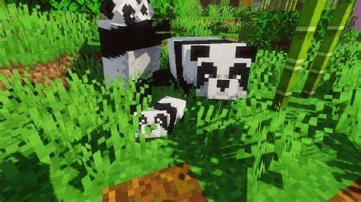 how to tame a panda in minecraft