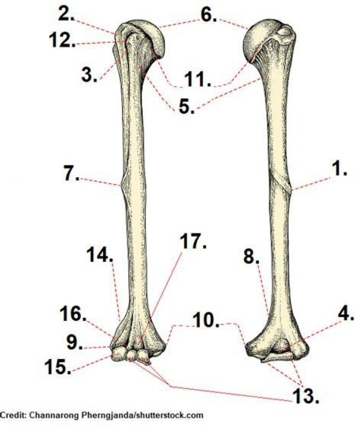 Humerus Quiz