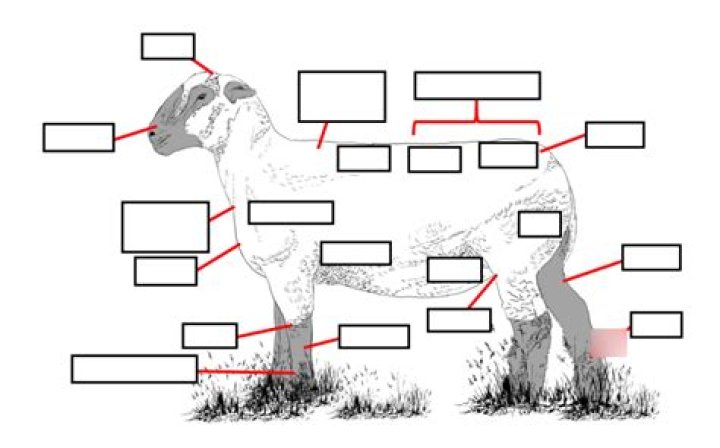 iCEV- Ewe Diagram Quiz