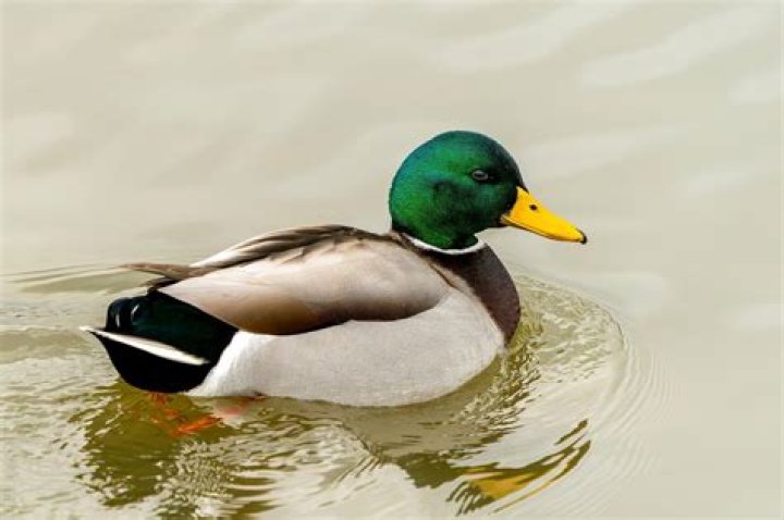 Image for A duck, a boar and a human walk into Funcom's new mutant strategy game