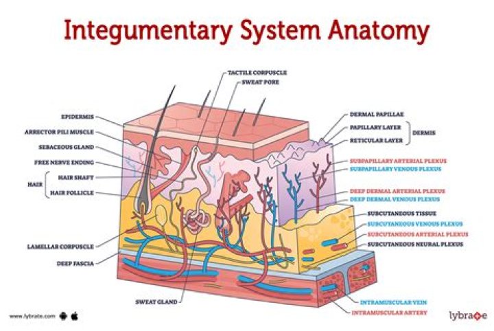 Integumentary System, skin structure