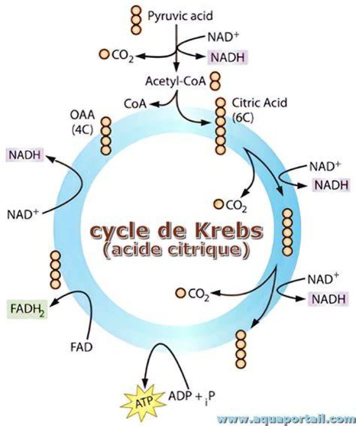 Krebs' Cycle