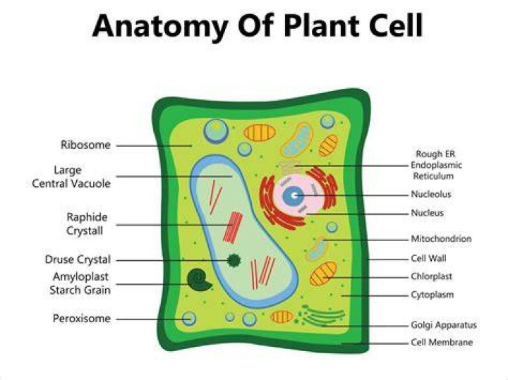 Label the plant cell game