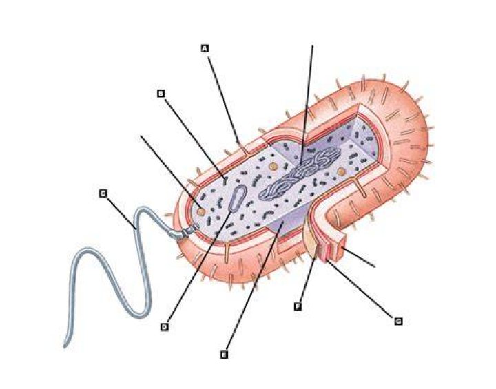 Label the prokaryotic cell Quiz