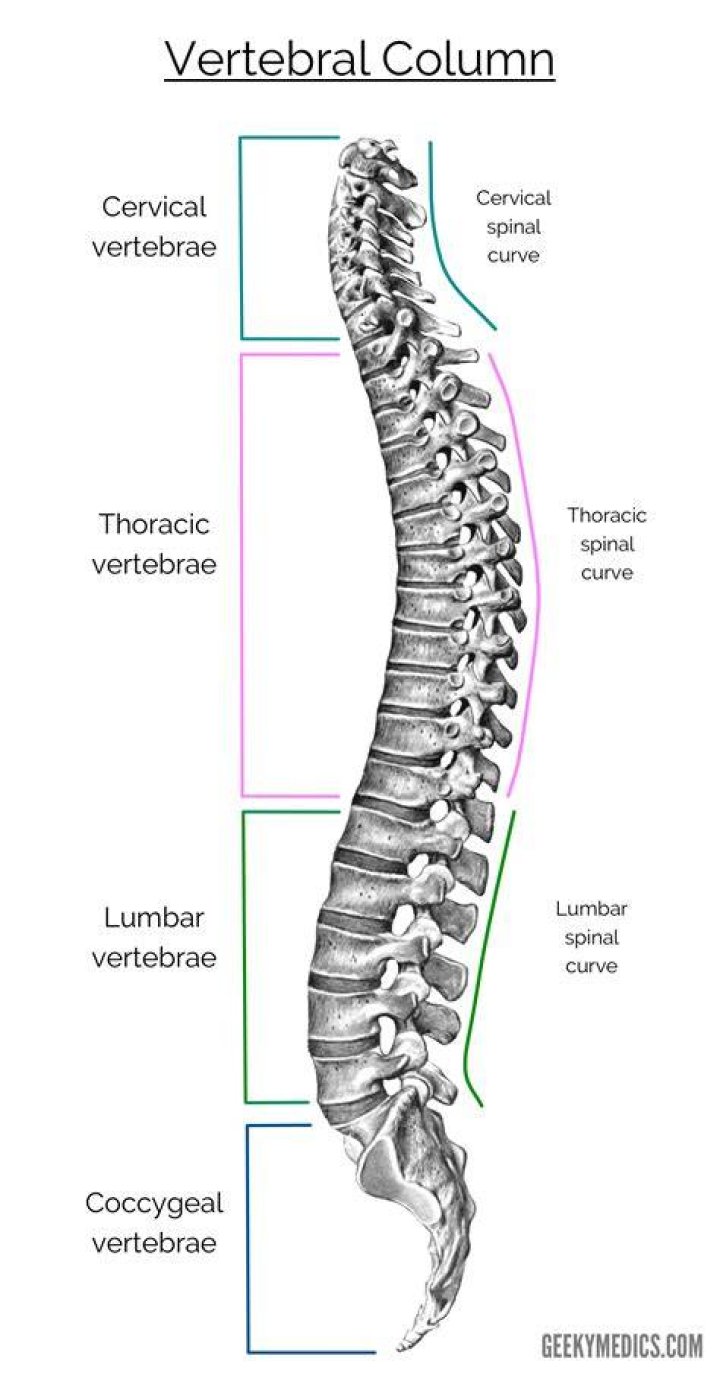 Label the Vertebral Column