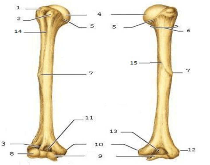 Labeling humerus bone Quiz