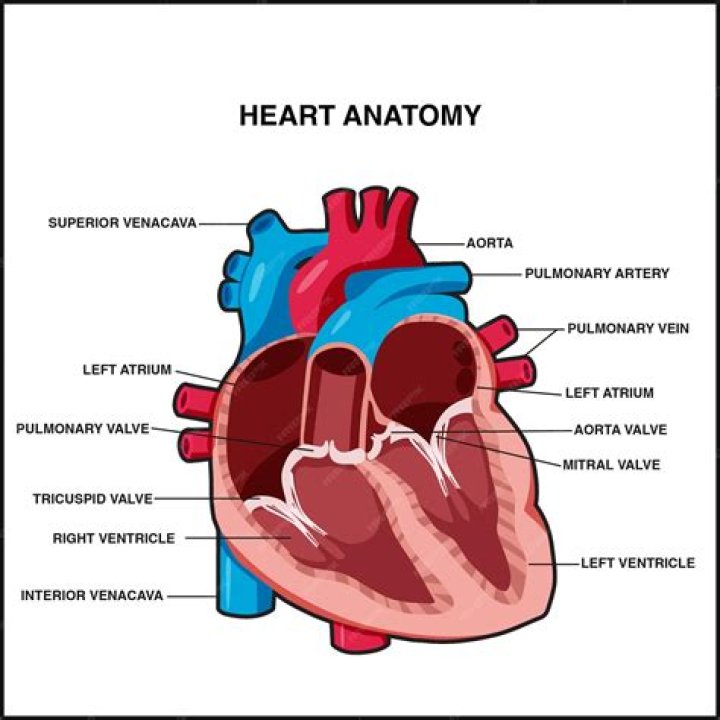 lable the heart