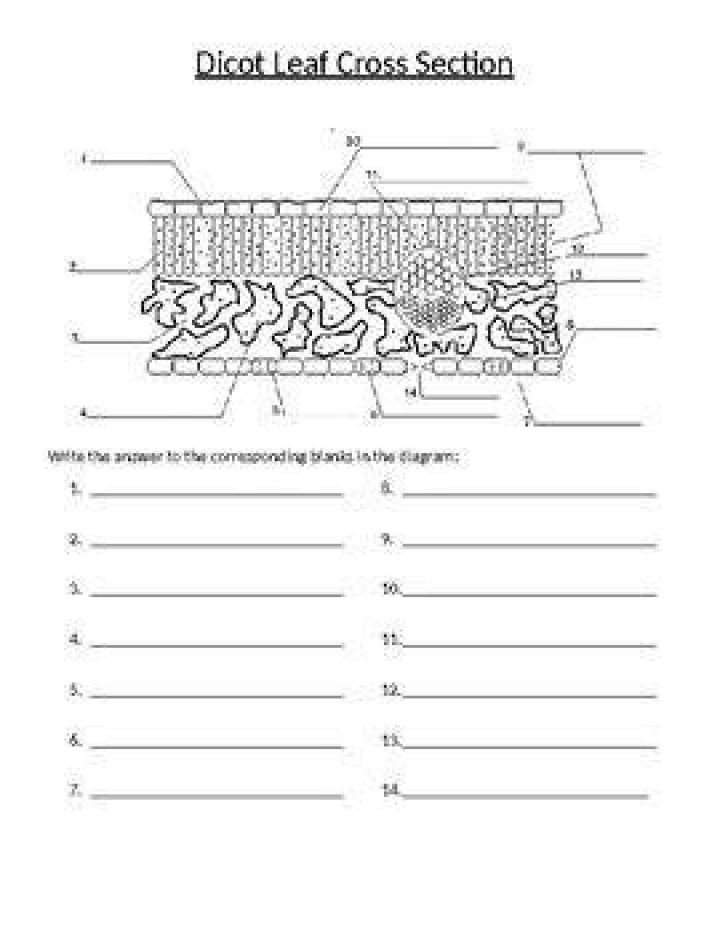 Leaf Cross Section Quiz #1
