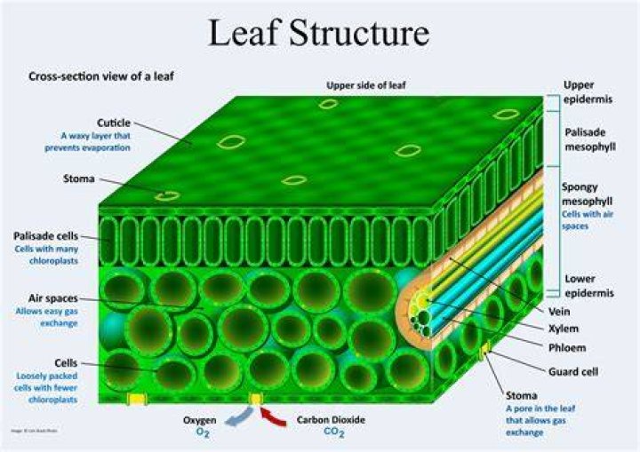 Leaf Structure