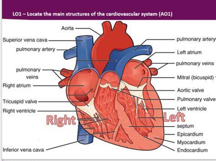 Level 3 Cardiovascular System Mock
