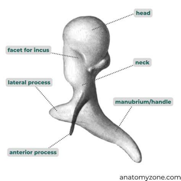 Malleus
