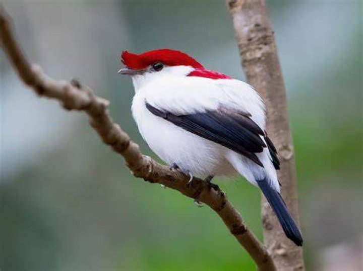 Manakin