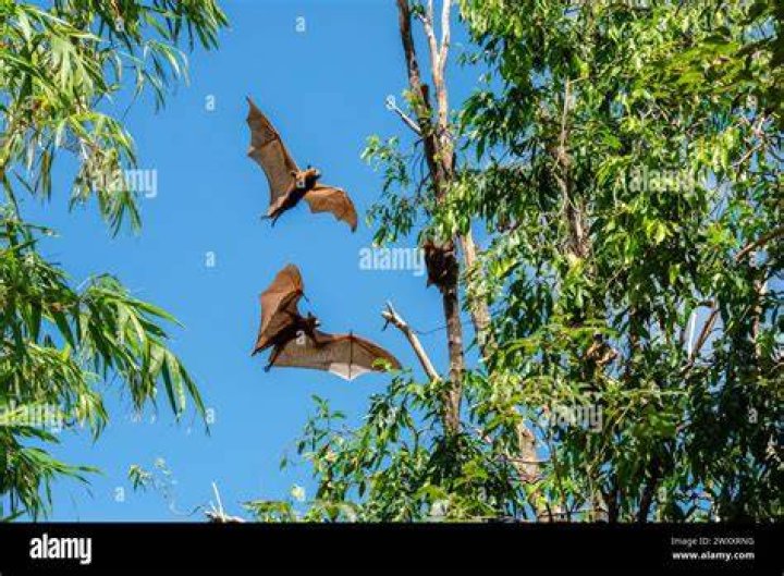Megabat