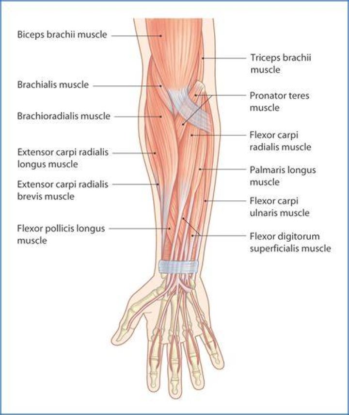 MUSCLES - ANTERIOR ARM AND FOREARM