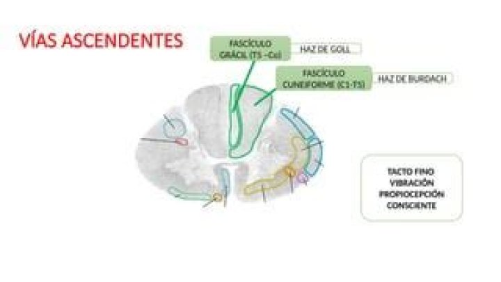 Neuroanatomia1