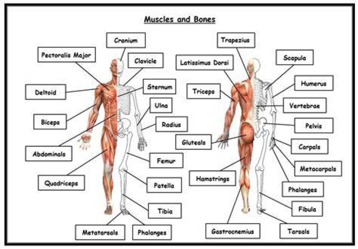 OCR A LEVEL PE Muscles